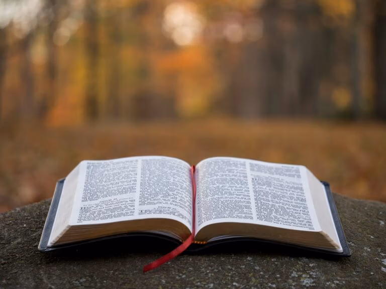 bible page on gray concrete surface in the woods
