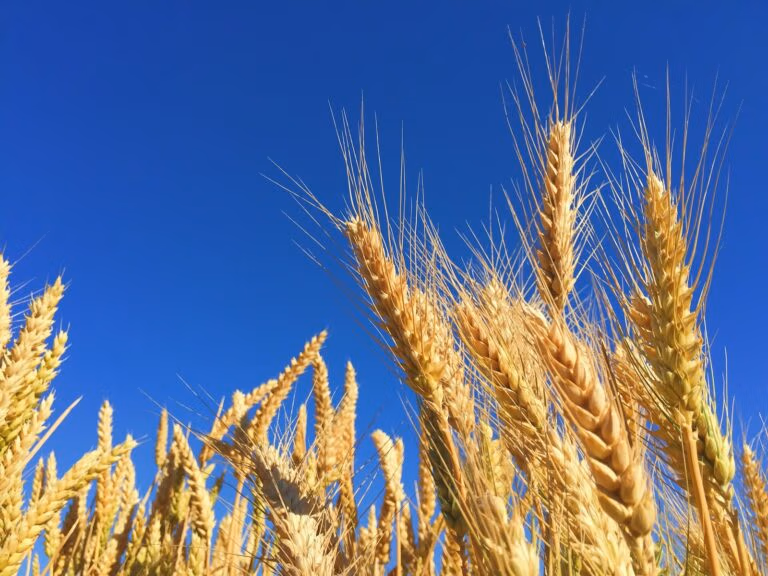 closeup photograph of golden wheat