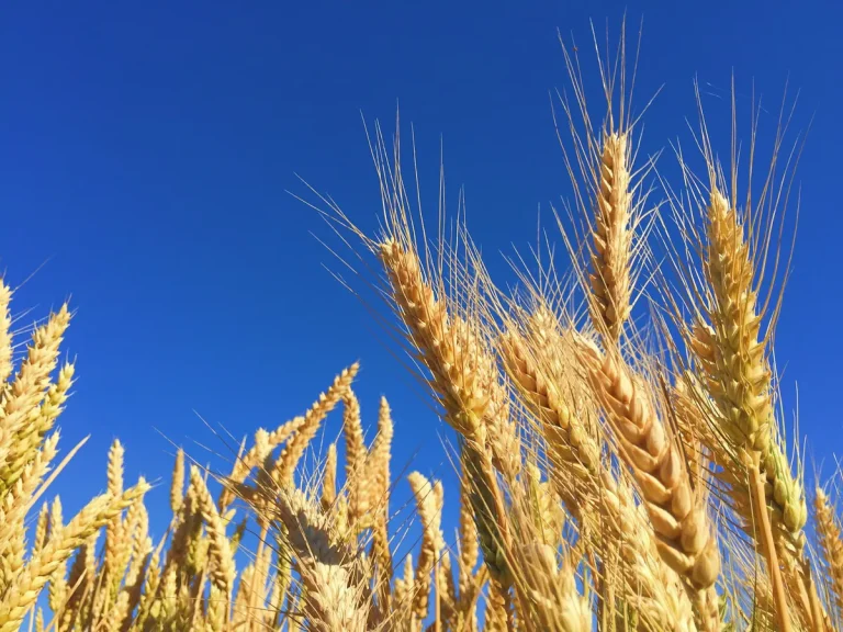 closeup photograph of golden wheat