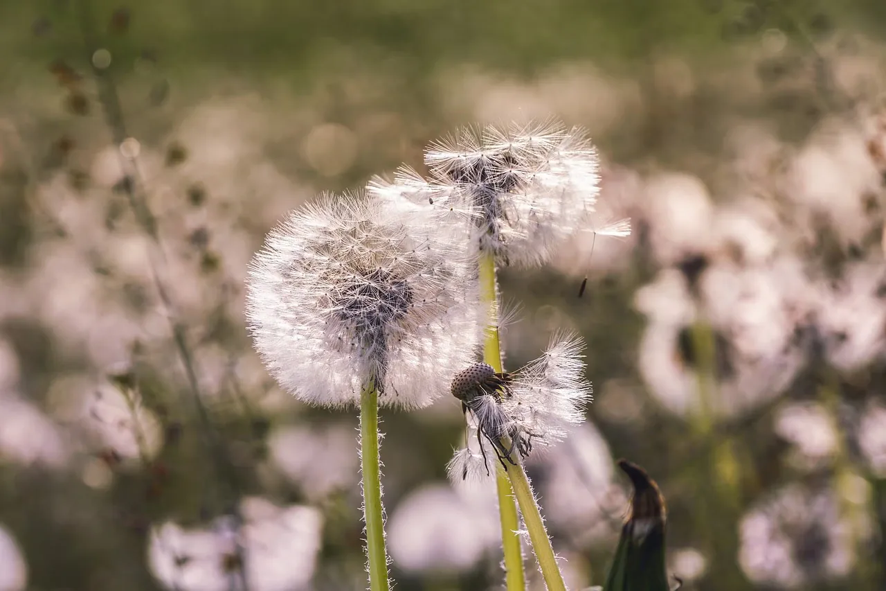 dandelion, seeds, close up, flying seeds, meadow, blossom, bloom, pointed flower, fluffy, umbrella, white, blow, multiplication, light, nature, structure, atmospheric, multiplication, multiplication, multiplication, multiplication, multiplication