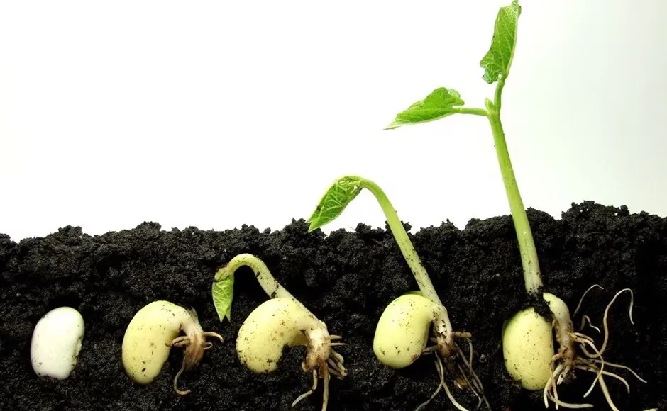 Seedlings growing